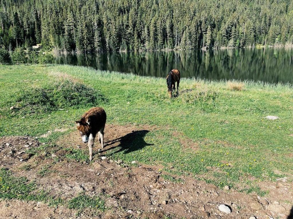 Zminica Lake House Zabljak  Bagian luar foto